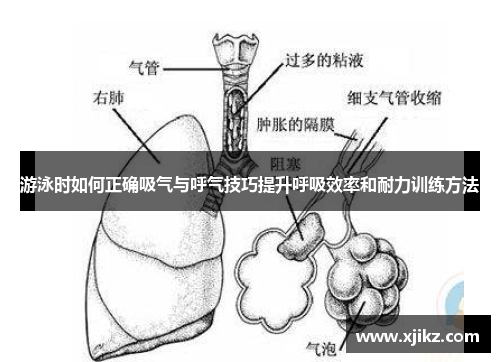 游泳时如何正确吸气与呼气技巧提升呼吸效率和耐力训练方法